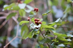 Mallotus philippensis