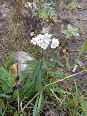 Achillea alpina camtschatica
