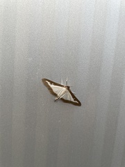 Cydalima perspectalis