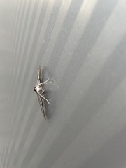 Cydalima perspectalis