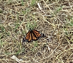 Danaus plexippus