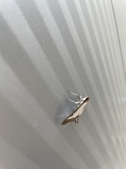 Cydalima perspectalis