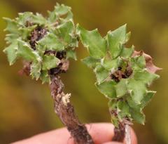 Hermas quinquedentata