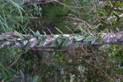 Vanilla planifolia