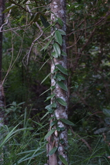 Vanilla planifolia