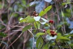 Mallotus philippensis