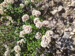 Pomaderris obcordata