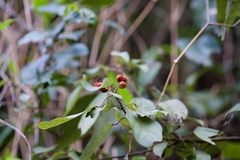 Mallotus philippensis