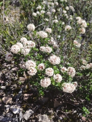 Pomaderris obcordata