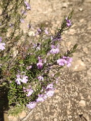 Westringia eremicola