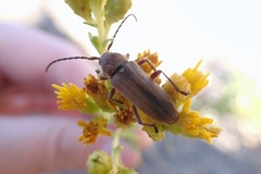 Crossidius testaceus