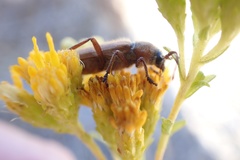 Crossidius testaceus