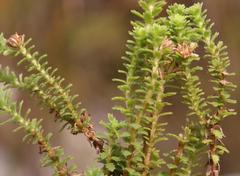 Osmitopsis parvifolia