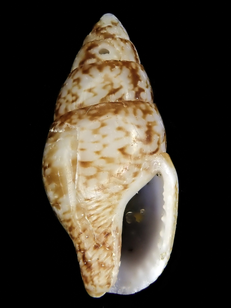 Mitrella azima