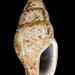 Mitrella azima - Photo 由 Steve Smith 所上傳的 (c) Steve Smith，保留部份權利CC BY-NC-ND