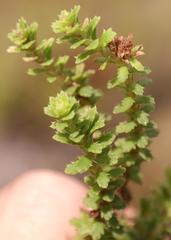 Osmitopsis parvifolia