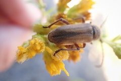 Crossidius testaceus