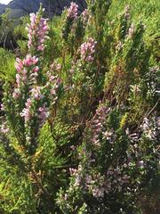 Erica perspicua perspicua