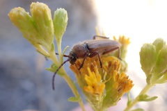 Crossidius testaceus