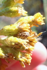 Cryptocephalus spurcus