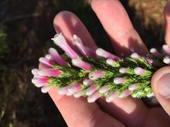 Erica perspicua perspicua