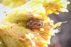 Cryptocephalus spurcus