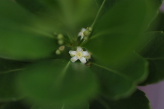 Peripterygia marginata