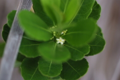 Peripterygia marginata