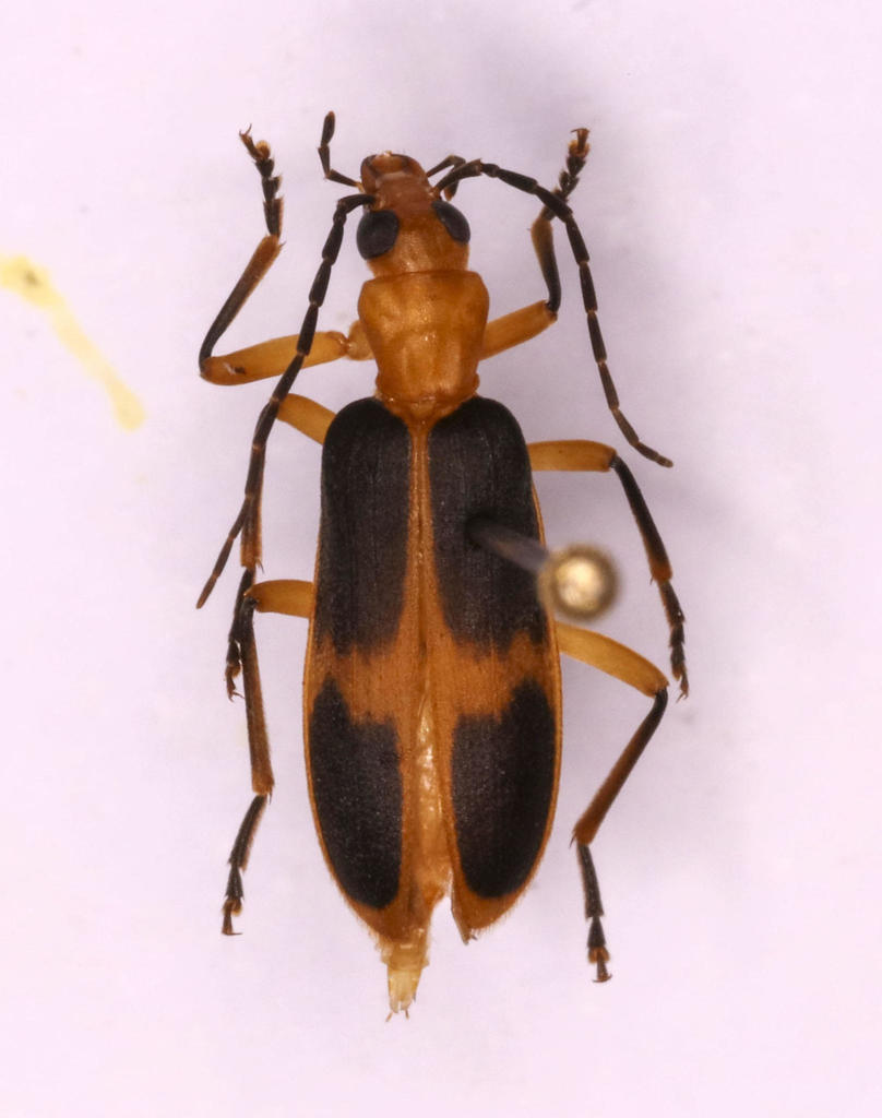 False Blister Beetles