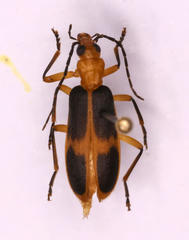 Ditylomorphus inconstans