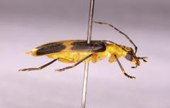 Ditylomorphus inconstans