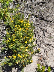 Pultenaea canaliculata