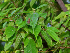 Thranius multinotatus