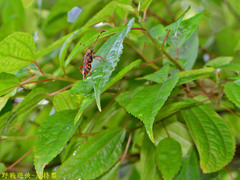 Thranius multinotatus