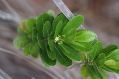 Peripterygia marginata