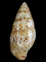 Mitrella australis