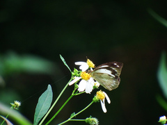 Appias indra aristoxemus