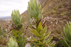 Senecio speciosissimus
