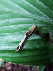 Drapetodes mitaria