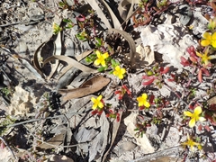 Roepera billardierei