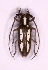 Prosopocera paykulli