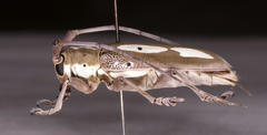 Prosopocera paykulli