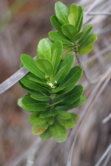 Peripterygia marginata