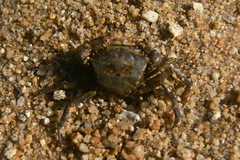 Siamthelphusa improvisa