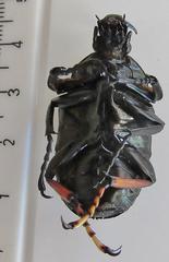 Mecynorhina passerinii