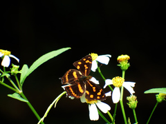 Symbrenthia lilaea formosanus