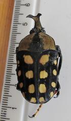 Mecynorhina passerinii