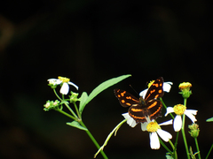 Symbrenthia lilaea formosanus