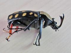 Mecynorhina passerinii