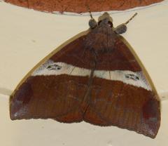 Achaea praestans